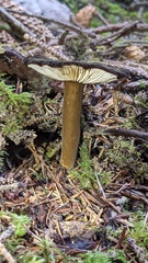 Lactarius fallax