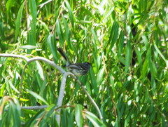 Anairetes flavirostris