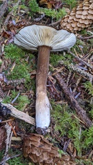 Lactarius fallax