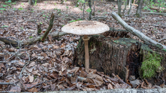 Macrolepiota