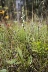 Spiranthes casei casei