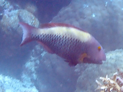 Cetoscarus ocellatus