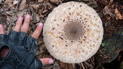 Macrolepiota
