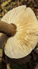 Lactarius fallax