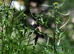 Leptasthenura fuliginiceps