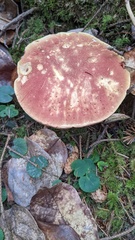 Boletus smithii