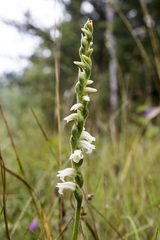Spiranthes casei casei