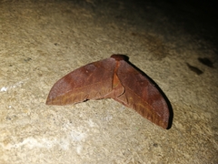 Hemileucinae