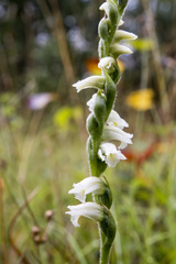 Spiranthes casei casei
