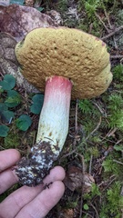 Boletus smithii