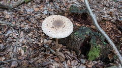Macrolepiota