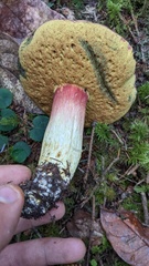 Boletus smithii
