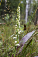 Spiranthes casei casei