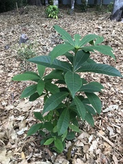 Alstonia muelleriana