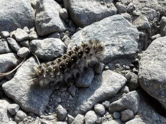 Lophocampa roseata