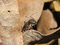 Camponotus lespesii