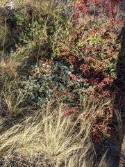 Eriogonum compositum