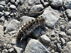 Lophocampa roseata