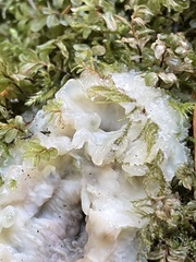 Ductifera pululahuana