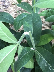 Alstonia muelleriana