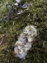 Ductifera pululahuana