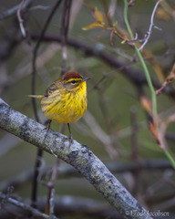 Setophaga palmarum hypochrysea