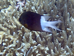 Acanthochromis polyacanthus