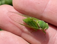 Glaucopsaltria viridis