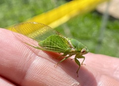 Glaucopsaltria viridis
