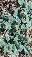 Phacelia imbricata