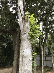 Alstonia muelleriana