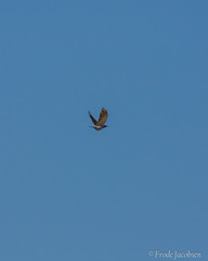 Colaptes auratus luteus