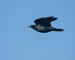 Corvus