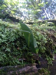 Stilpnochlora incisa