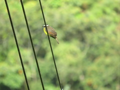 Myiozetetes cayanensis