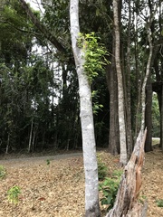 Alstonia muelleriana