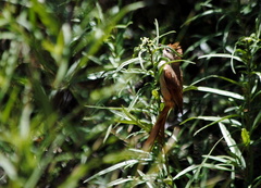 Leptasthenura fuliginiceps
