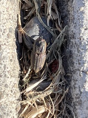 Sphenophorus venatus