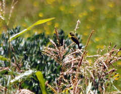 Pseudocolopteryx acutipennis