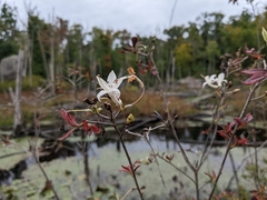 Rhododendron viscosum