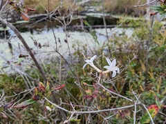 Rhododendron viscosum
