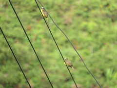 Myiozetetes cayanensis