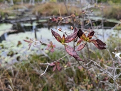 Rhododendron viscosum