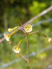 Commicarpus scandens