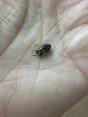 Euoniticellus intermedius