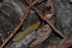 Ariolimax dolichophallus