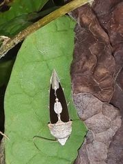 Gonodonta