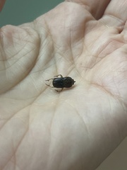 Euoniticellus intermedius