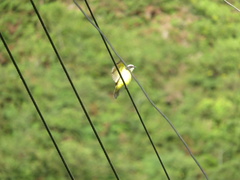 Myiozetetes cayanensis