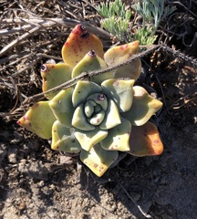 Dudleya greenei